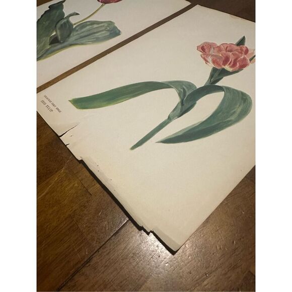 Flowers Drawn by Arlette Davids Text by Princess Bibesco prints Tulips 10x14” - Picture 4 of 9